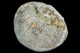 Fossil Sea Urchin (Psephecinus) - Morocco #104525-1